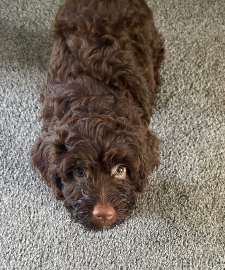 Cockerpoos for sale 