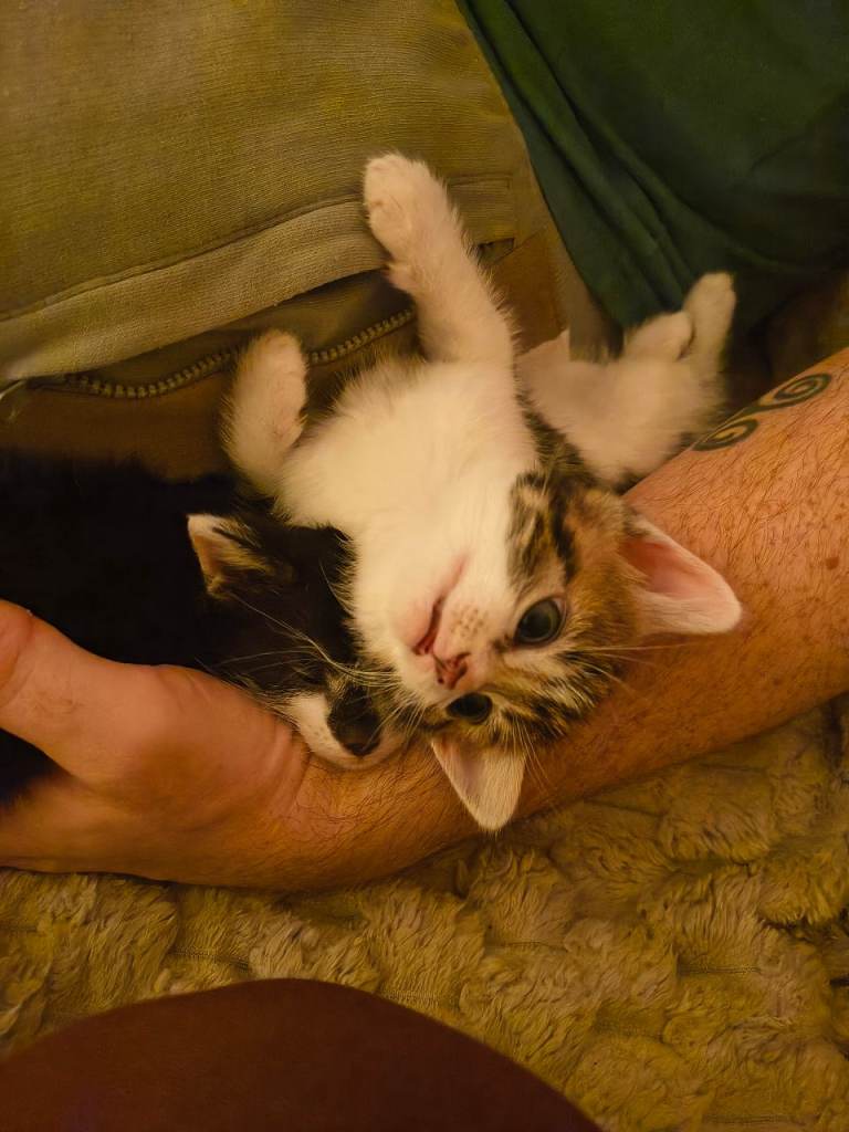 Kittens for Sale - 3 girls 