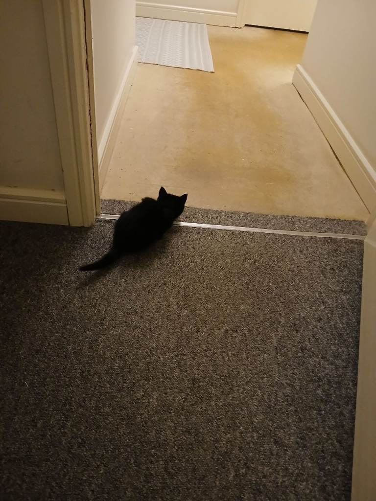 Kitten