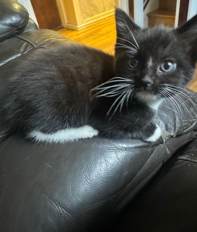 Black and white female kitten
