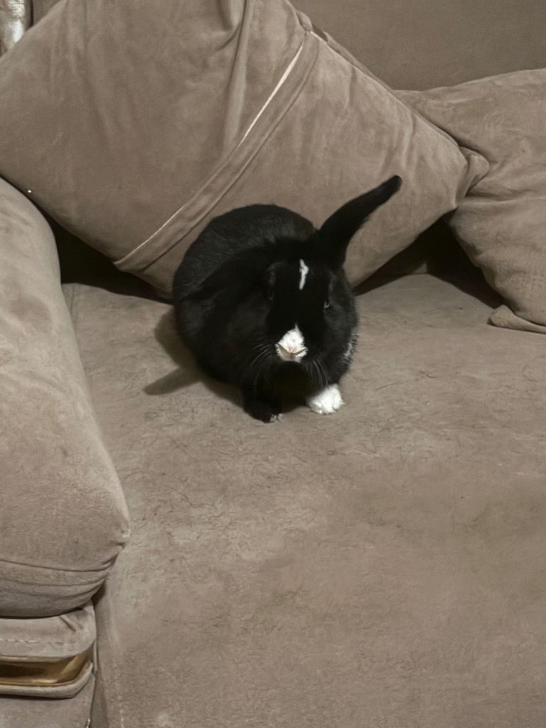 Cute black and white rabbit looking for a loving home 