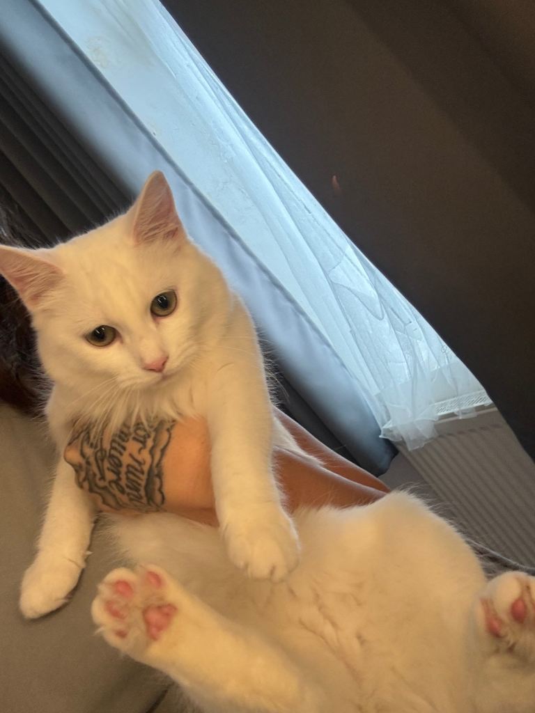 White Fluffy Female Kitten For Sale