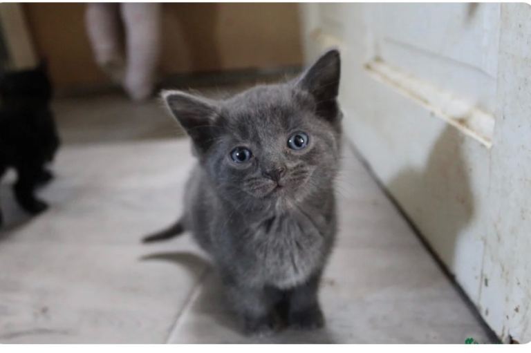 9 week old male kitten 