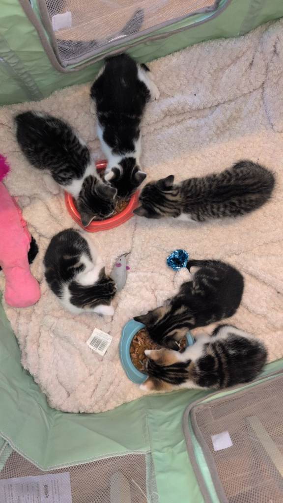 Serengeti X kittens for sale