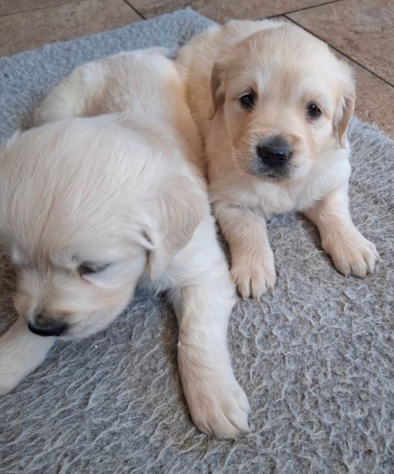 Golden Retriever Pups 