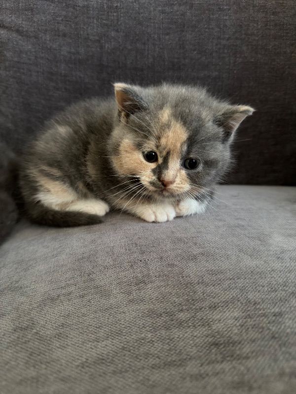 British short hair kittens 