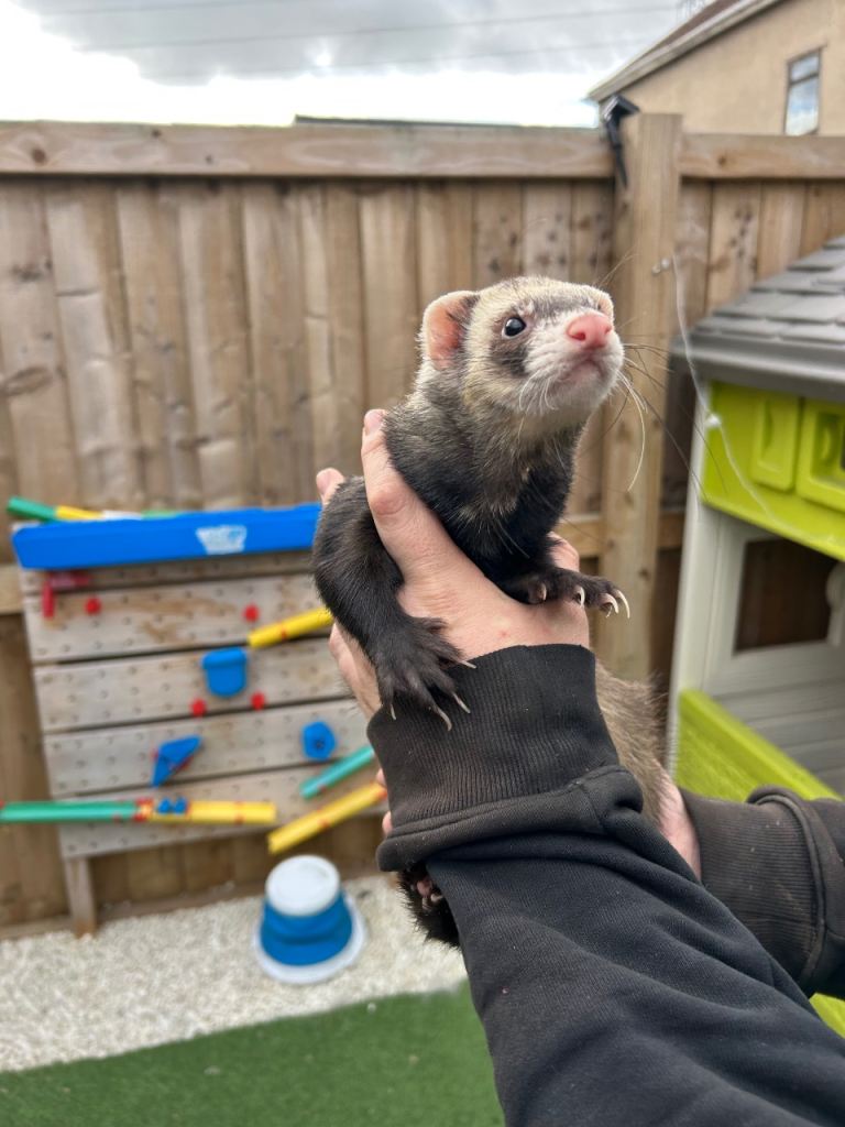  ferrets