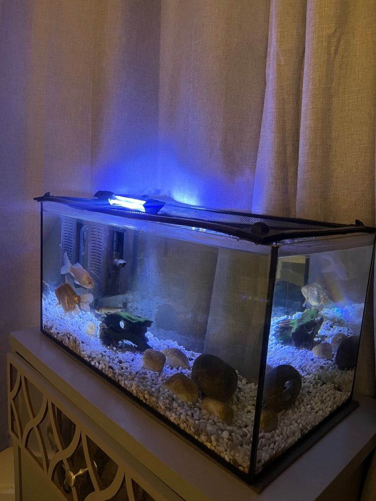 Goldfish and 52 litre aquarium without lid plus aquarium necessity’s 