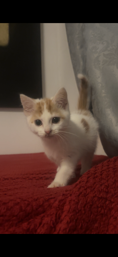 Beautiful kittens
