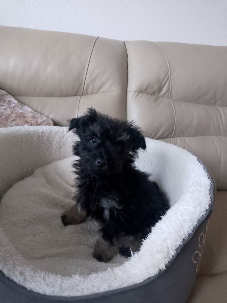 Yorkshire terrier X shih tzu puppie