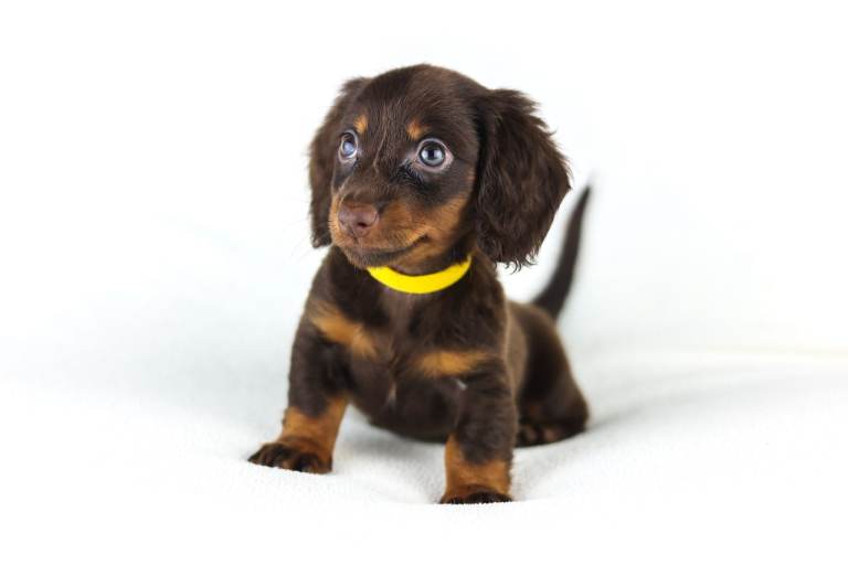 Miniature Dachsunds