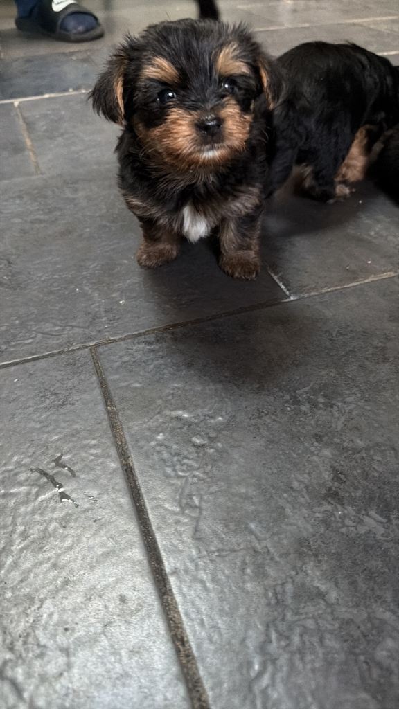 Yorkshire terrier 
