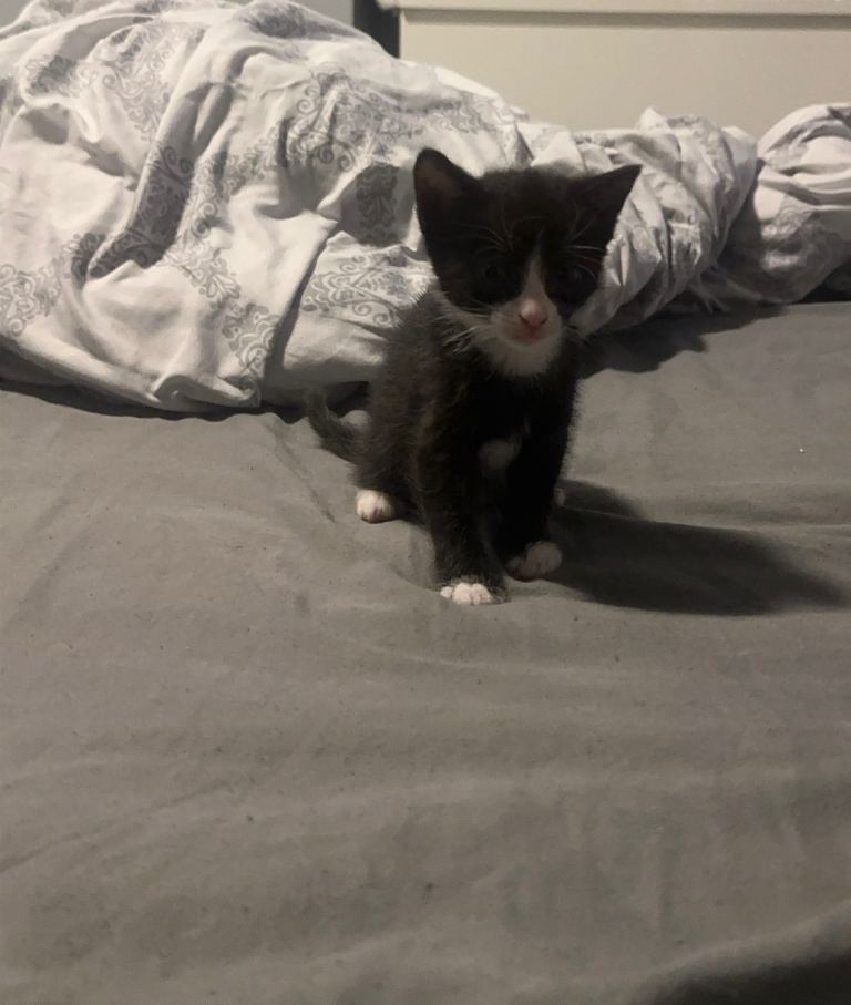Kittens 
