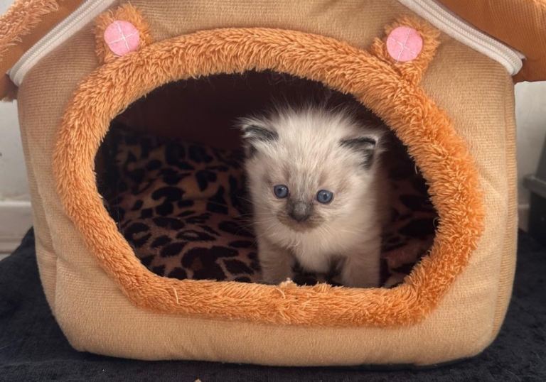 Beautiful seal point ragdoll for sale 💕