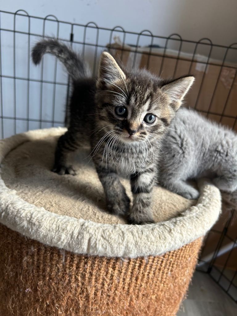 Beautiful kittens looking for new home
