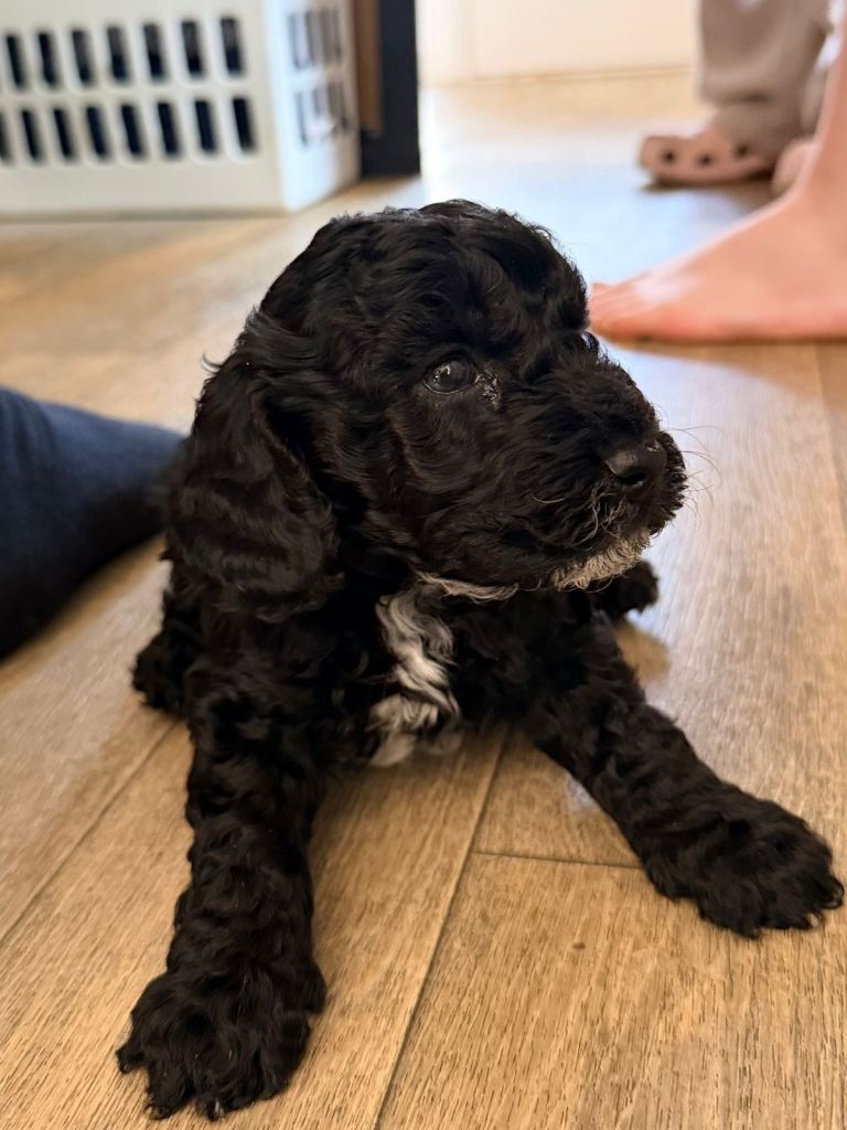 F1b cockapoo puppies. 