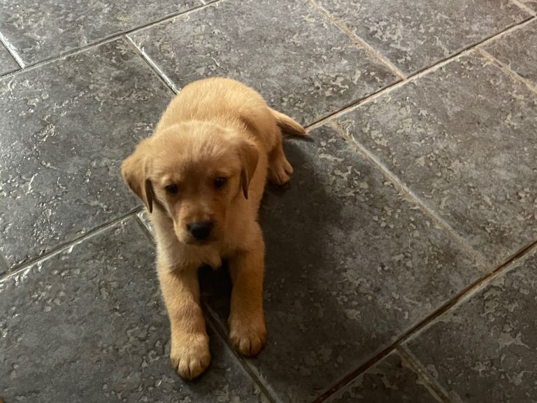 We have four beautiful puppies for sale 3 boys and a girl 