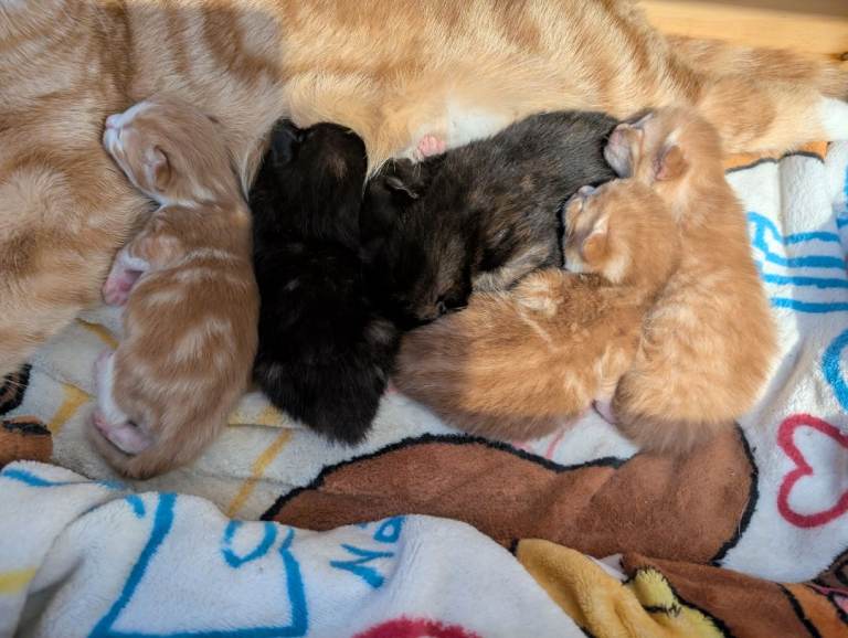 Beautiful babies born on Valentine's Day  one girl left