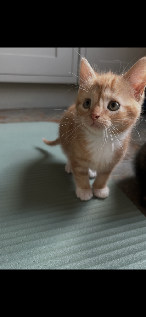 Kittens 