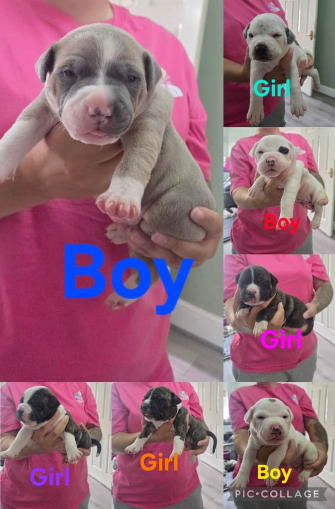 American bulldog x staffy