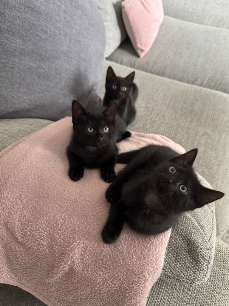 3 male kittens left ready to go now 