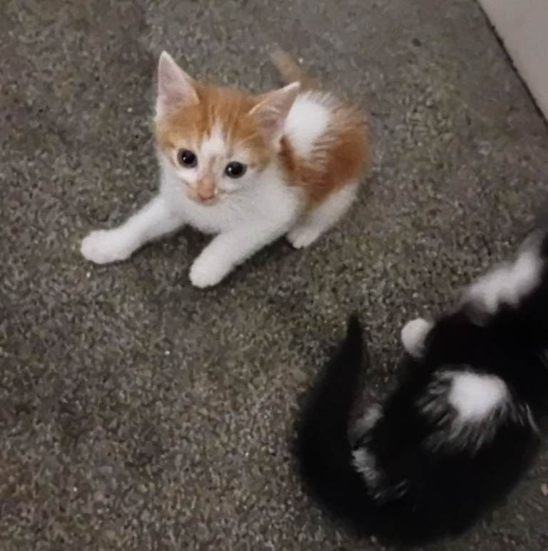  Turkish van kittens