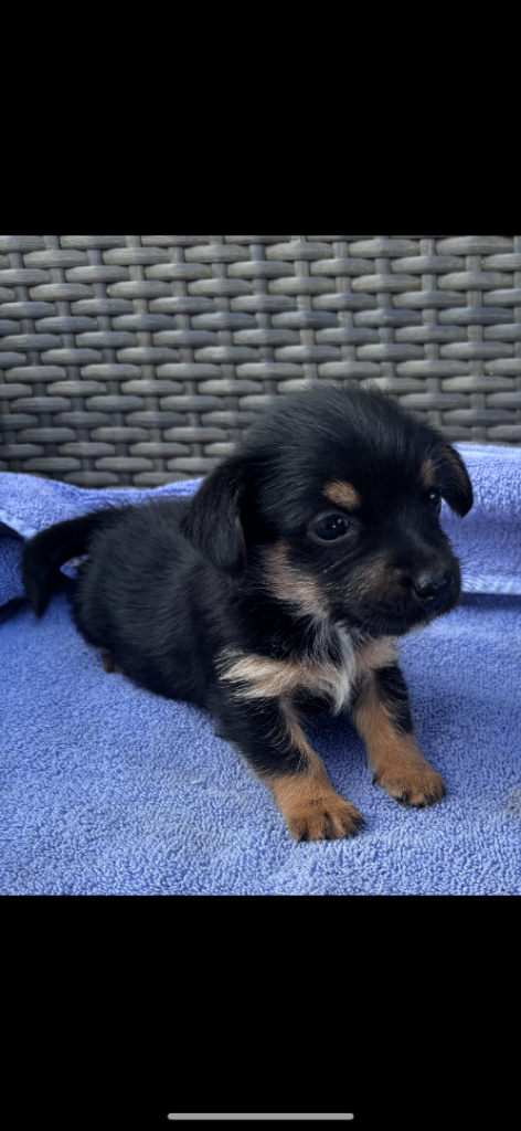 Rough coated jack Russell puppy 