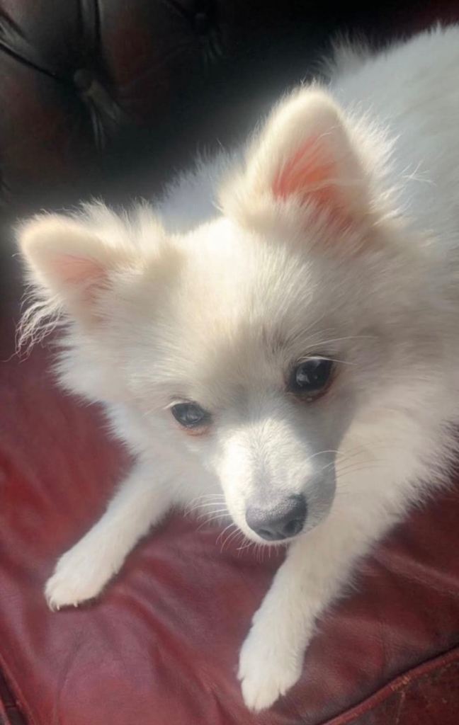 Pomeranian puppy 6 months old 