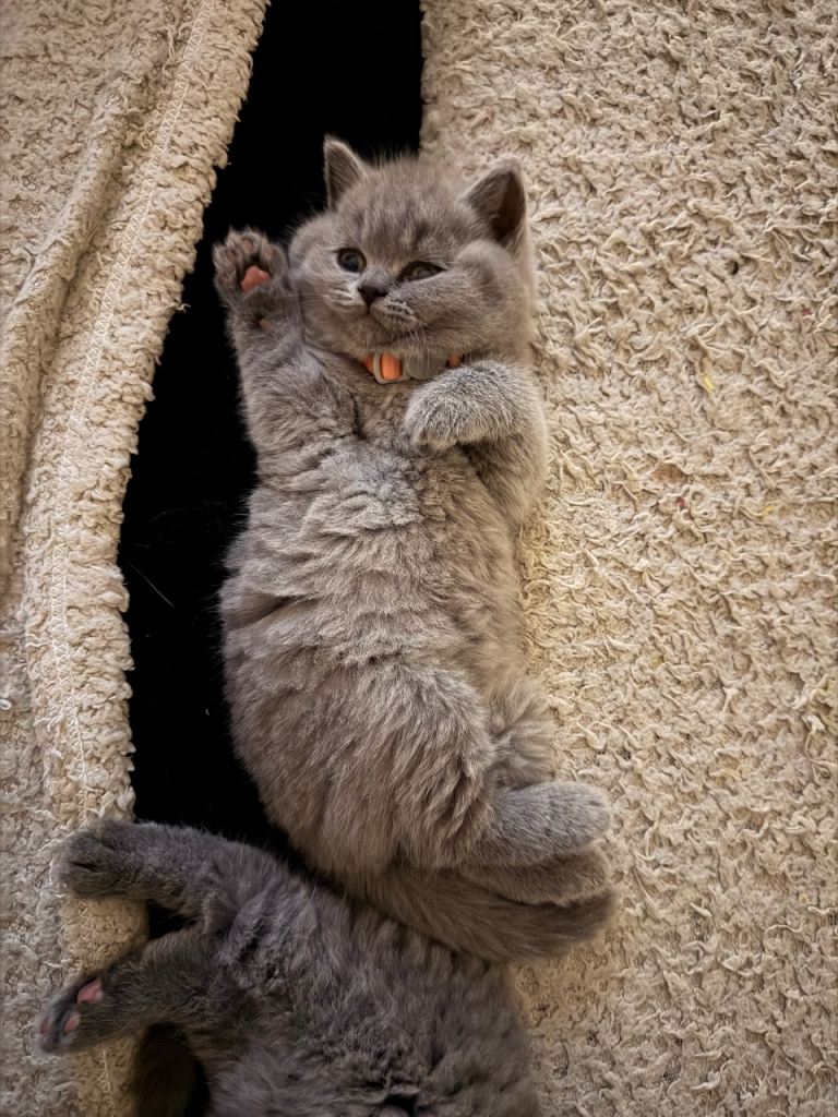 Pedigree British Shorthair Kittens 
