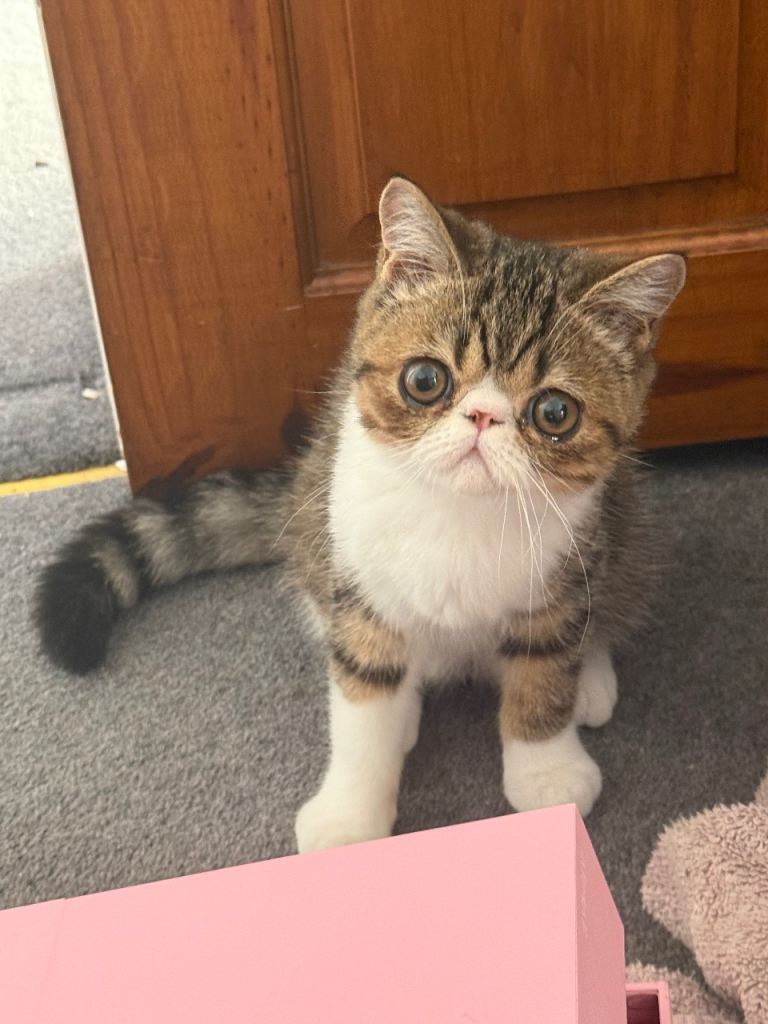 Tabby kitten 