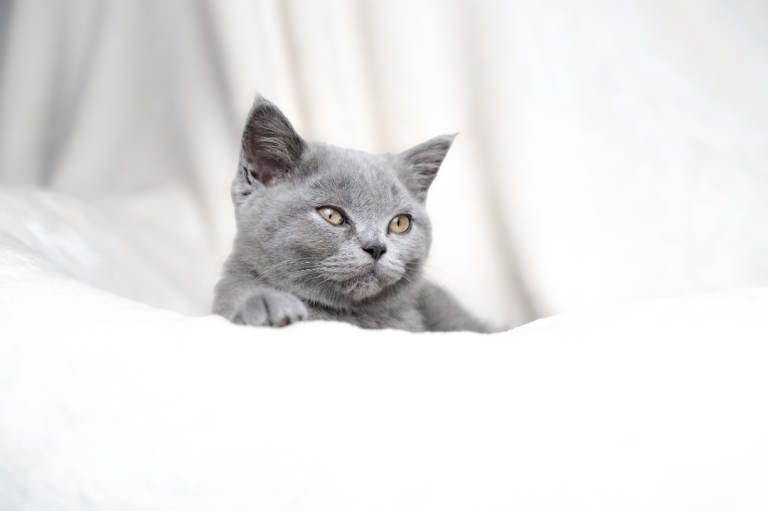 💙 Gorgeous Blue British Shorthair Girl 💙