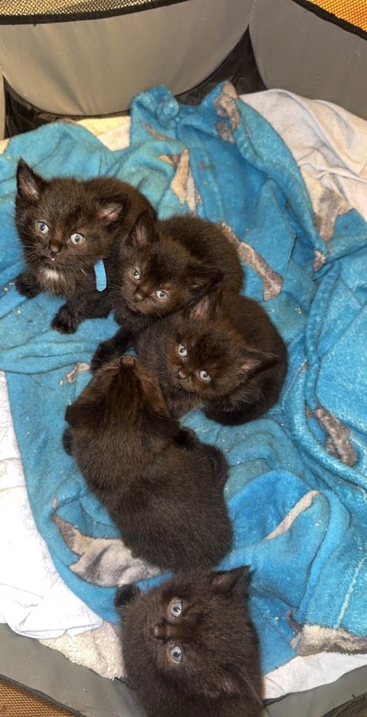 British short haired cross Russian blue 