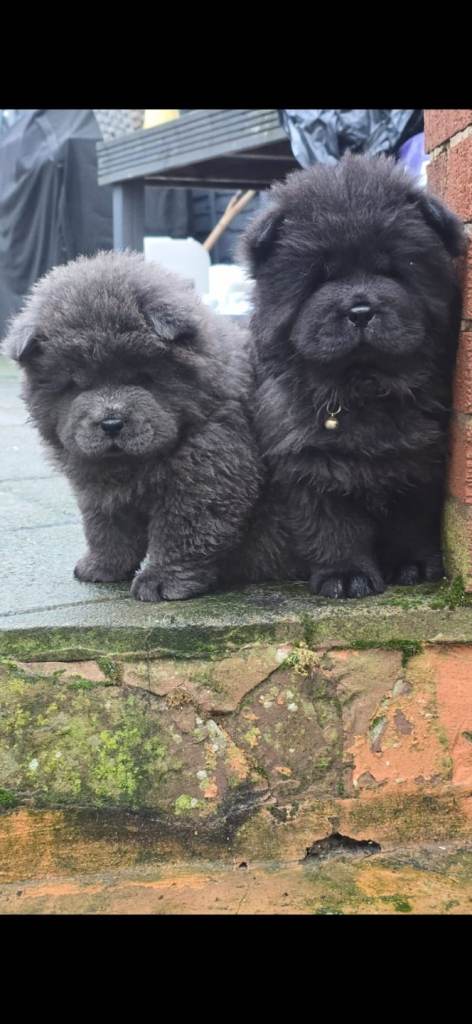 CHOW CHOW pups - READY TO LEAVE TODAY