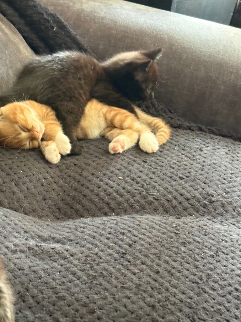 Kittens 8 weeks old ready for a new home