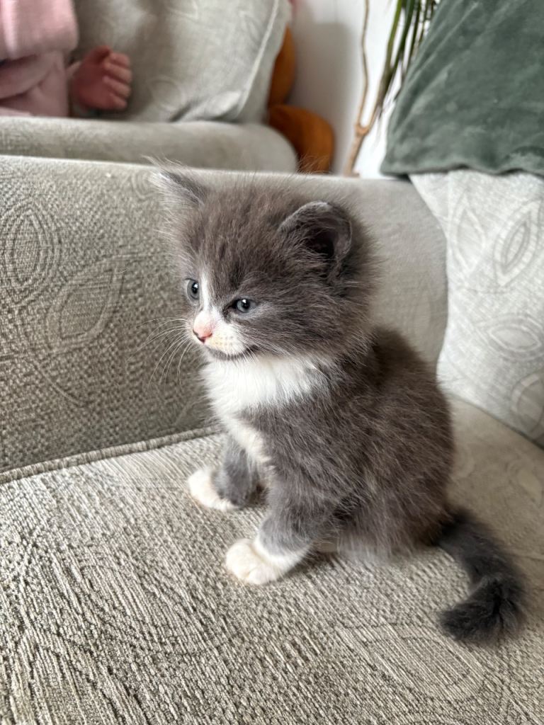 Cutest kittens ready for a loving home!