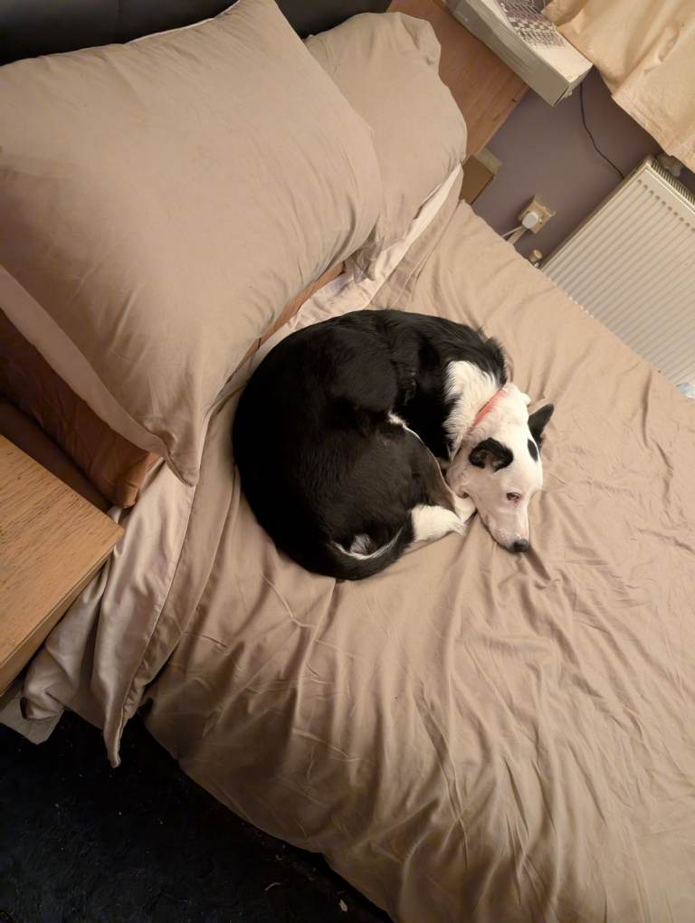 Husky cross border Collie 