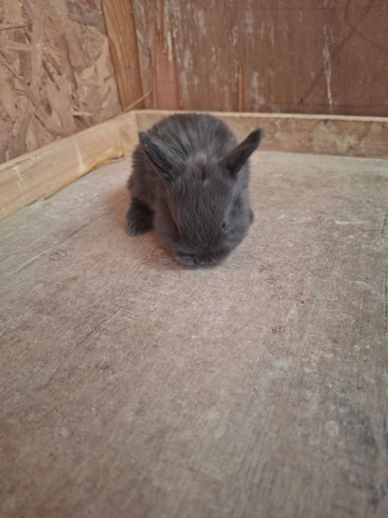 Two male minilops left ready 13th may