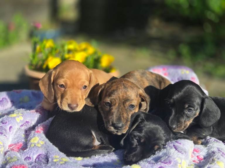 Miniature Dachshunds
