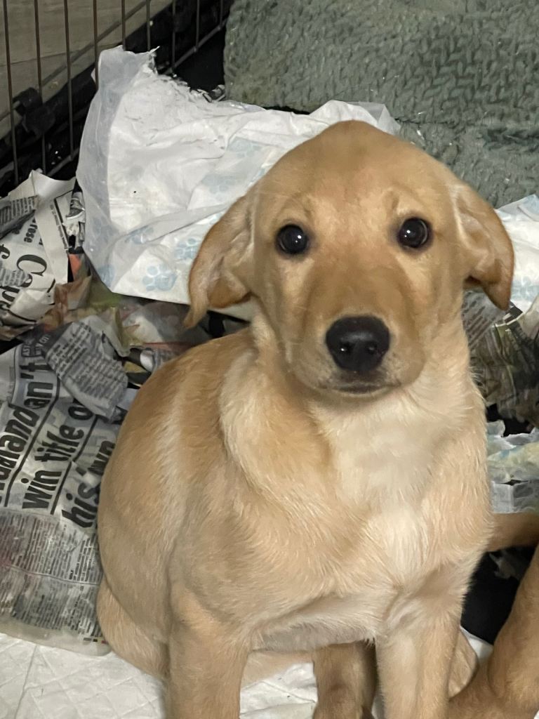 1 GIRL LEFT! Beautiful KC Labrador pup