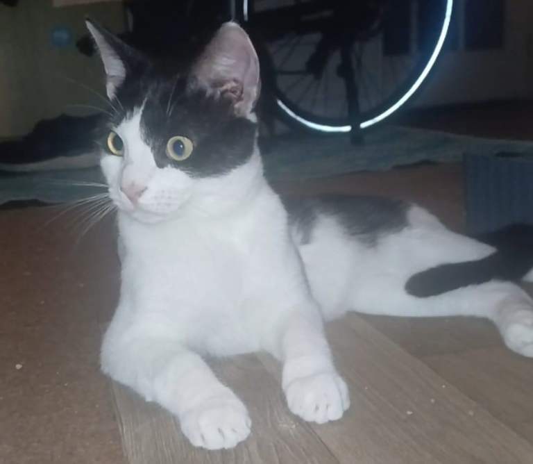 2 american shorthair boys looking for rehoming 