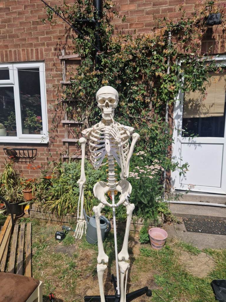 Full Size Human Skeleton Model – Life-like, Good Condition