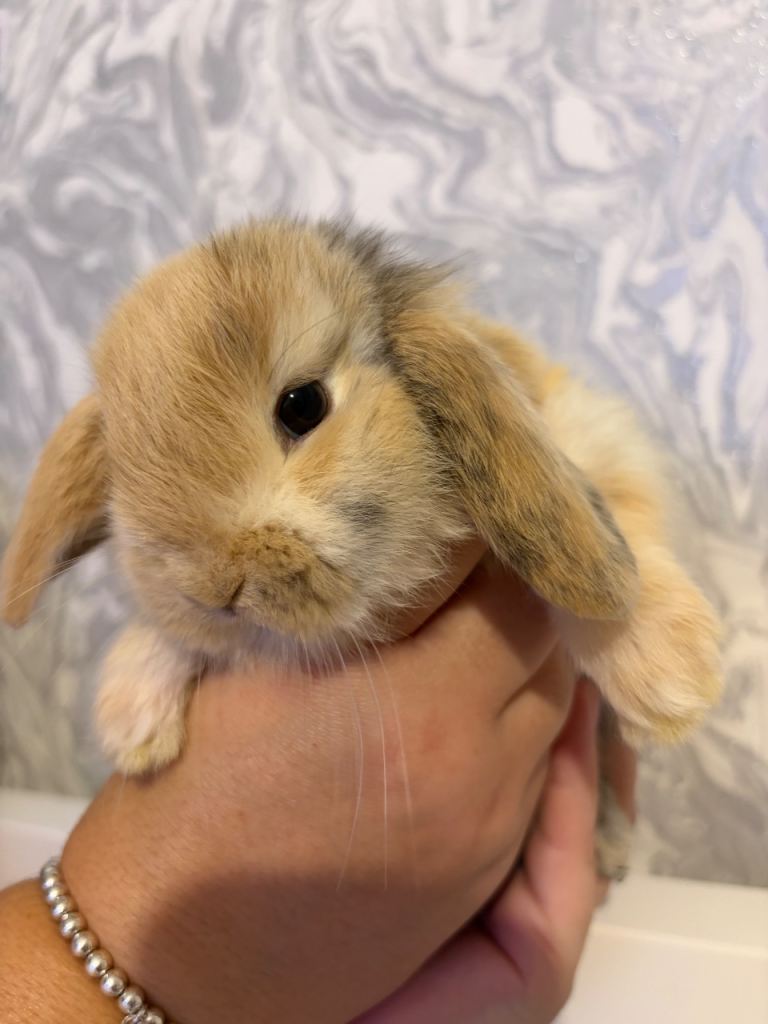 MINI LOPS READY NOW 