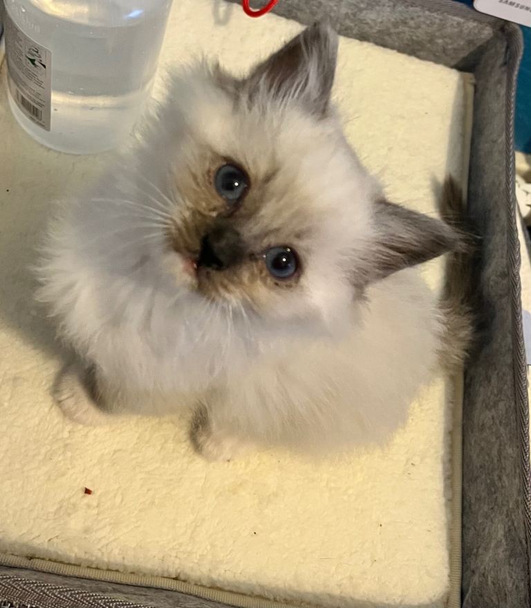 3 male ragdoll kittens