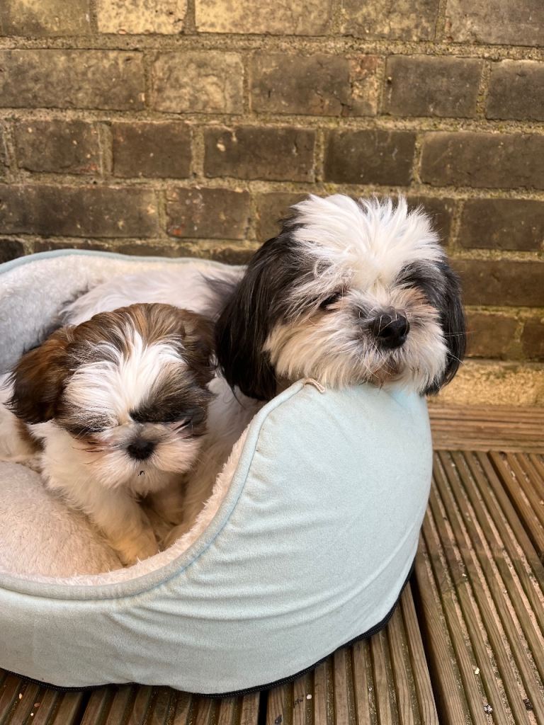 Shih Tzu puppy girl