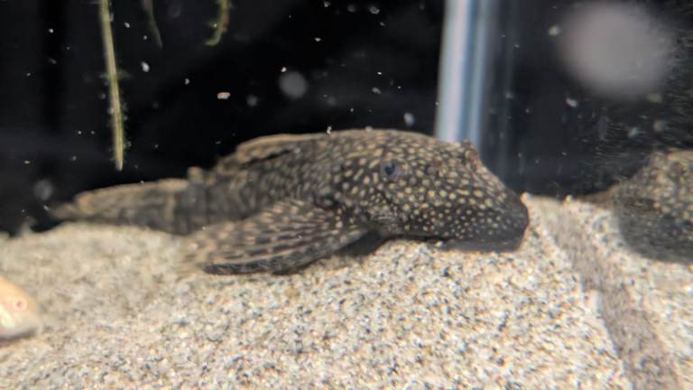 Pair of Breeding plecos