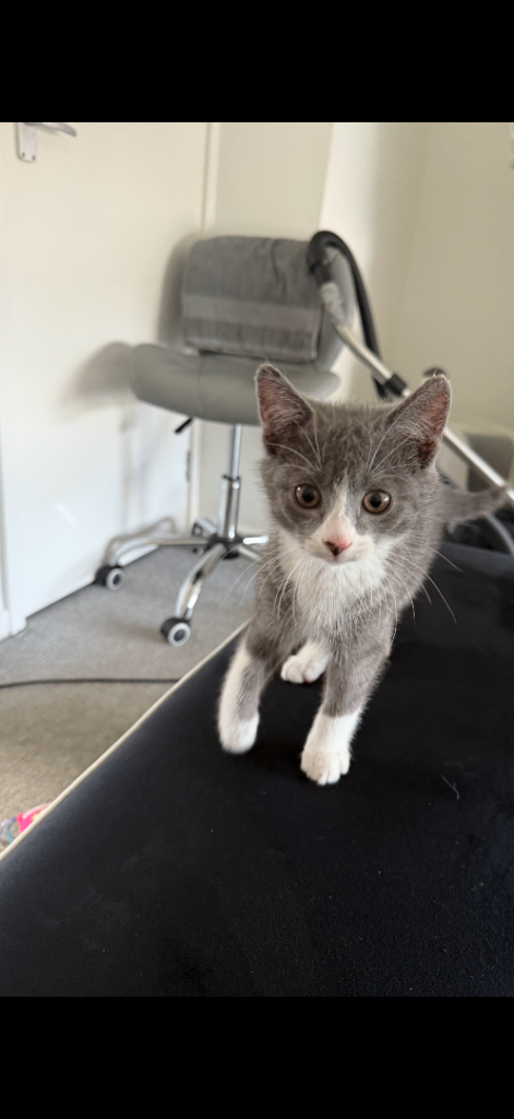 Kitten 