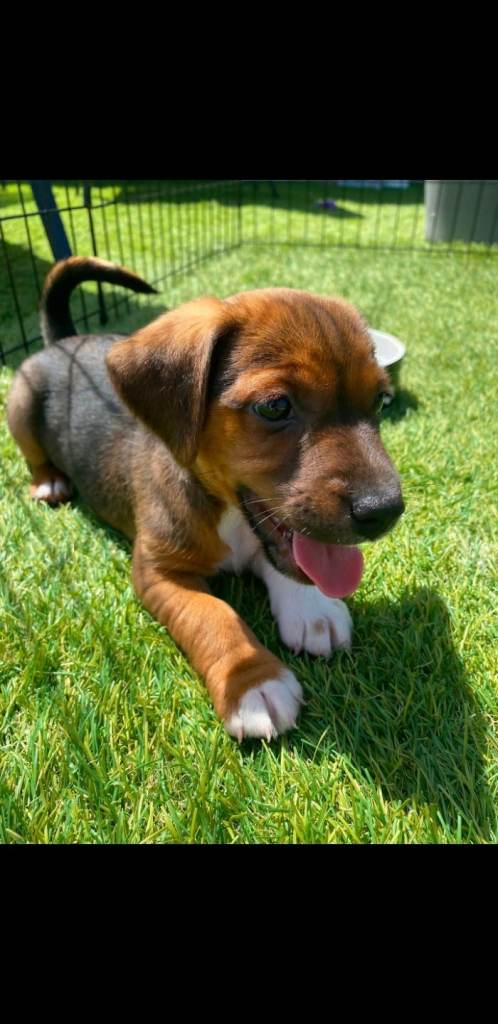 Beautiful jack russell puppies 
