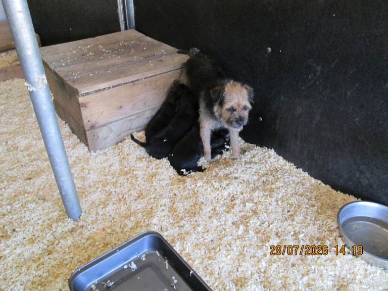 border terrier  crose paterdal terrier puppies            