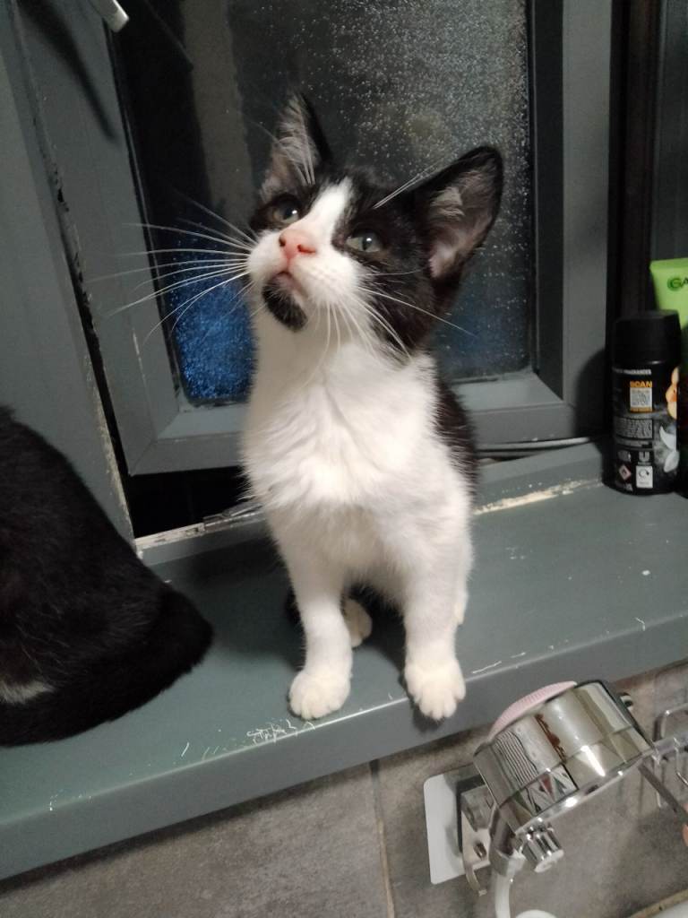 Kitten 