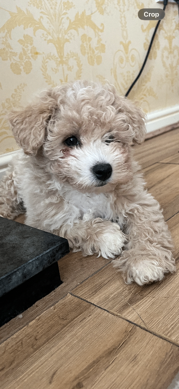 Westie poop x puppies for sale 